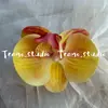 Cabeça de Flor de Orquídea Phalaenopsis Artificial, Textura de Película Impressa em 3D, Buquê Exquisito para Decoração de Casamento e Lembrança