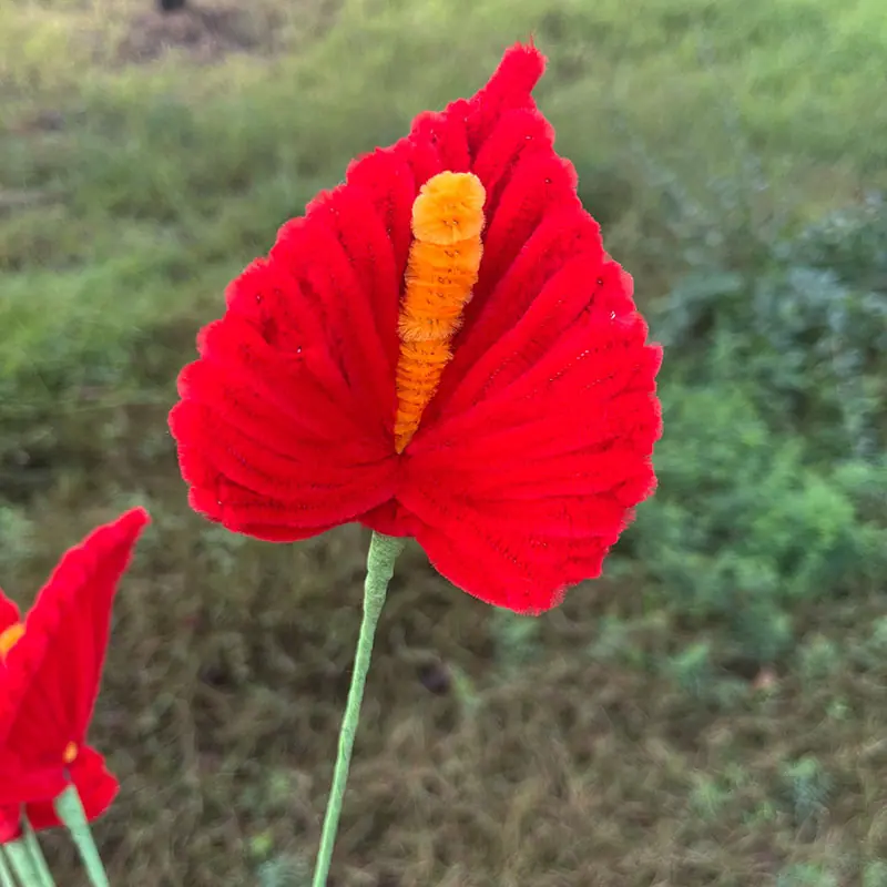 红掌1