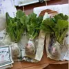 Plántulas de Geranio en Maceta para Dropshipping, Plántulas de Flor de Geranio de Doble Pétalo, Plantas Verdes Ojos de Ángel para Patio y Balcón