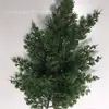 Pino de Bienvenida Bonsái, Ramas de Pino Artificiales, Pino de Belleza, Pino Arhat, Pino Penglai, Pared de Plantas Verdes de Decoración Suave de Ingeniería, Pared de Plantas Verdes