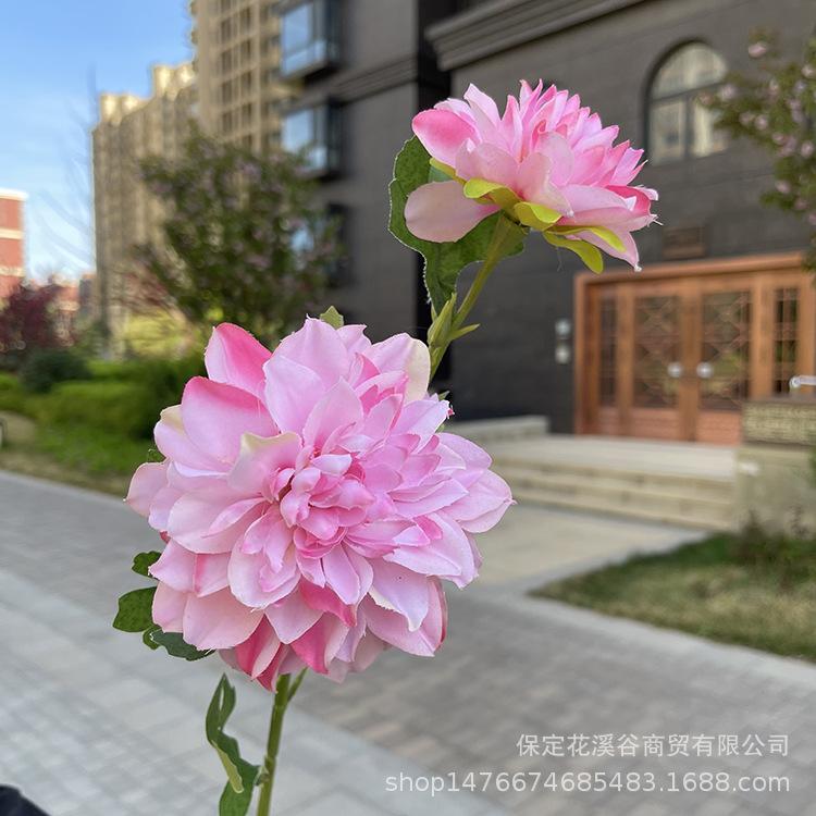 2头单支大丽花-exwpx-深粉.JPG