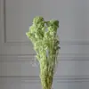Flores de Mijo Conservadas Blancas, Flores de Mijo Secas, Venta al por Mayor desde Fabricante, Materiales para Uñas Hechas a Mano DIY