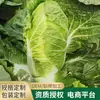 Venda Direta de Fábrica de Sementes de Repolho e Rabanete da Temporada Outono e Inverno, Atacado de Sementes de Hortaliças para Feira Livre, Atacado de Sementes de Repolho, Sementes de Hortaliças