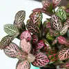 Hierba enmallada, helecho de hoja pequeña, micro paisajismo, terrario acuático, musgo hidropónico, planta verde decorativa, planta verde de escritorio DIY