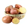 [Estritamente Selecionado] Batatas Pequenas de Casca Vermelha, Legumes Frescos da Fazenda, Batatas de Casca Vermelha com Centro Amarelo, Batatas e Batatas, Cabelo Inteiro