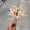 Flor artificial Feng Yu Lan bianhua Manzhu shahua flor falsa Casa estilo antigo fotografia fotografia de casamento adereços flor decorativa