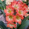 Planta de Clivia Premium en Maceta con Capullos de Flor, Planta de Interior Fácil de Cuidar, Plántulas de Orquídea de Cuatro Estaciones, Diez Flores Valiosas para la Sala de Estar