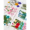 Paquete de Materiales DIY de Flores Secas Flores Prensadas Hechas a Mano Flores Conservadas Marcadores de Libros de Flores Prensadas Hojas de Árbol Real Plantas Pegatinas de Resina Maquillaje Facial