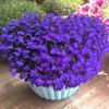 Sementes Atacado para Sementes de Flores Transfronteiriças: Girassóis, Cosmos, Tagetes, Sementes de Flores com Personalização de Rótulo