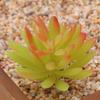 Planta Suculenta Mini Atacado Cabeça de Flor Artificial Pequenos Acessórios para Arranjo de Flores Suculenta Falsa Flor de Plástico Planta Decorativa Planta em Vaso