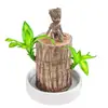 Madera Brasileña Lucky Wood Groot Planta Verde en Maceta Árbol Pequeño Hombre con Brotes Planta Hidropónica de Interior que es Fácil de Cultivar en Todas las Estaciones