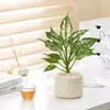 Bonsái Tocón Viejo Bonsái Cuatro Estaciones Plantas Fáciles de Cultivar Escritorio Oficina Floración Resistente a la Sequía Plantas Verdes Plantas Pequeñas en Maceta