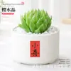 Plantas Suculentas de Interior, Cactos Pequenos em Vasos, Flores, Plantas Verdes, Escritório, Jardim de Infância, Mesa, Suculentas Tipo Cacto