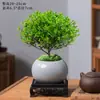 Planta Bonsai Miniatura de Nanmu Vermelho, Planta Verde Fácil de Cuidar para Mesa de Escritório, Adequada para Todas as Estações
