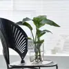Planta Hidropônica Monstera Planta Verde Purificação do Ar Interno Ave do Paraíso Folha Grande Folhagem Perene de Interior Vaso Tronco Velho