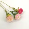 Estilo INS decoración nórdica nomeolvides algodón espiga de trigo ramo de flores secas muebles para el hogar fresco ramo DIY al por mayor