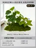 Musgo para Paisajismo de Plantas Verdes Plantas Artificiales Decoración Flores Artificiales Combinación Tropical para Interiores Paisaje de Ventana Persa Arreglo de Césped