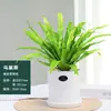 Helecho Nido de Pájaro en Maceta - Planta Pequeña Purificadora de Aire para Interiores, para Oficina, Perenne y Fácil de Mantener, Planta Verde Tolerante a la Sombra