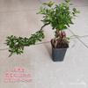 Bonsái de nieve de junio tigen de borde dorado acantilado miniatura floración árbol pequeño en maceta modelado de pila escritorio de oficina interior