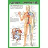 Estructura Promocional Diagrama Sistema Diagrama Esquemático Anatomía Médica Órganos Humanos Cartel de Pared Corazón Órganos Internos Hospital Cuerpo Humano