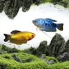 Pez Manlong, Alevines de Agua Dulce, Peces Ornamentales, Fáciles de Criar, Resistentes, Peces Pequeños Que No Necesitan Oxígeno, Pez Lili Pequeño y Colorido, Peces Vivos para Principiantes