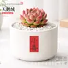 Plantas Suculentas de Interior, Cactos Pequenos em Vasos, Flores, Plantas Verdes, Escritório, Jardim de Infância, Mesa, Suculentas Tipo Cacto