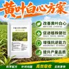 Hoja Amarilla Corazón Blanco Plan Especial Combinación Hidrosoluble Agricultura Hojas Amarillas Volviéndose Verdes Fertilizante Foliar Aumentar Producción Cosecha Fertilizante Hidrosoluble Promover Raíces
