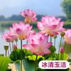 Loto Ornamental en Maceta Acuicultura Loto Comestible Plántulas Semillas de Lirio de Agua Nenúfares Semillas de Flores Plantas de Estanque Hidropónicas