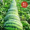 Semillas de Sandía Rey Melón del Hombre Perezoso al por Mayor, Semillas de Primavera, de Maduración Temprana, Súper Dulces, Extra Grandes, Gigantes Xinnong No. 8 Sandía Perezosa
