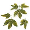 Folha de simulação folha de rosa folha de peônia folha de hortênsia suprimentos para decoração de casamento simulação planta verde acessórios fornecimento de material