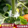Fijador de rama para pepino, tomate y legumbres, correa de sujeción verde para plantas y verduras, pinza para vid específica para vides