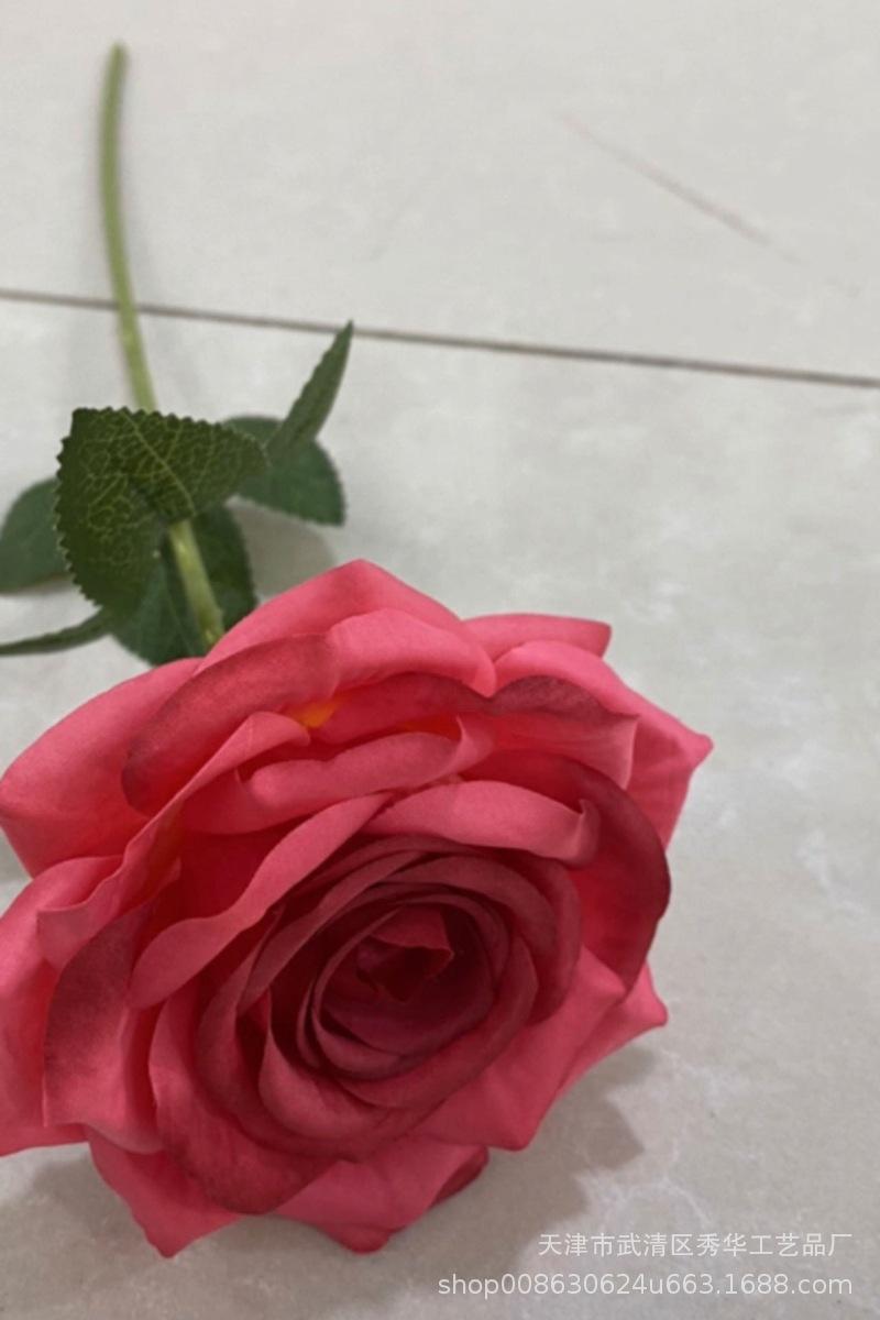 单支玫瑰玫红色