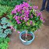 Plántulas de Buganvilla en Maceta Buganvilla Multicolor Plántulas de Flores Coloridas Plántulas Grandes de Doble Pétalo Buganvilla Bonsái Plantas Verdes