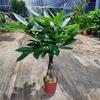 Balcón Interior Maceta Oficina Pequeño Mini Maceta Árbol del Dinero Pequeño Árbol del Dinero Perenne Todo el Año Fácil de Sobrevivir Envío Gratis