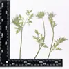 Flores Secas em Relevo, Espécimes Botânicos em Relevo para Ensino, Marcadores de Página Artesanais DIY, Colar Flores Secas, Capas de Celular, Aromaterapia com Cola