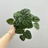 Planta Suculenta Artificial Folha de Antúrio Centella Asiática Mini Toque Suave Borracha Decoração de Casa Planta Verde Floresta Decoração Suave Planta Verde