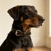 Coleira para Pet Coleira de Couro Genuíno Couro de Couro de Vaca de Primeira Camada Coleira de Cachorro para Pescoço Coleira de Pescoço Coleira de Cachorro de Couro de Grão Integral