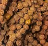 Pulsera de Rudraksha Nepalesa de Cinco Pétalos con Explosión de Carne Pulsera Cuentas Budistas Rosario de Mano Cuentas de Engranaje Mayoreo