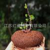 Planta trepadora de tortuga de montaña para interiores todo el año Fácil de cultivar Para gente perezosa Planta verde hidropónica Oro no cambia Maceta Colgante de balcón Bonsái