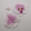 Cabeza de flor de Phalaenopsis de 10 cm de diámetro, decoración del hogar, flor de boda, planta de pared, flor falsa, flor seca para boda.