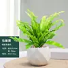 Helecho Nido de Pájaro en Maceta - Planta Pequeña Purificadora de Aire para Interiores, para Oficina, Perenne y Fácil de Mantener, Planta Verde Tolerante a la Sombra