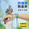 Correa para caminar de loro, cadena para el pie de pájaro mascota, anillo para el pie, ultraligera, cuerda de entrenamiento no dañina, cuerda de tracción para loro