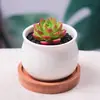 Conjunto de Plantas Suculentas Pequenas em Vasos, Fácil de Cuidar, Resistente, Fofo, Plantas Suculentas de Interior com Vasos e Muita Terra