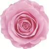Caja de Joyería Cuadrada de Flores Eternas, Caja para Anillo Flor de Rosa de Cristal, Regalo de Boda San Valentín con Flores Secas, Accesorios de Decoración para Puesto