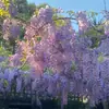 Mudas de Glicínia Trepadeira Plantas de Trepadeira Muro de Pátio Varanda Muitas Flores Glicínia Roxa Plantio Base de Mudas Atacado