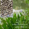 180 Variedades de Sementes de Flores Não Repetitivas, Fáceis de Cultivar em Todas as Estações, Podem Afastar Mosquitos, Adequadas para Varandas Internas e Externas, Distribuição Transfronteiriça