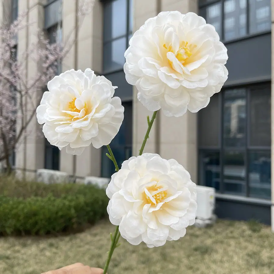 3头水芙蓉-xzmjcx-浅香槟.JPG