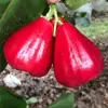 Hainan Perla Negra Fruta de Loto Fresca con Caja 1.5-2.5kg Fruta de Hada Especialidad Tropical de Temporada Loto de Niebla Envío Gratis