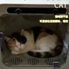 Caja Secadora para Mascotas, Secador, Secador de Pelo para Gatos y Perros, Pequeño Dispositivo Inteligente Silencioso Totalmente Automático para Baño para Uso en Casa