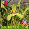Plántulas de Orquídeas, Ciruela de Canción, la Primera de los Ocho Tipos de Orquídeas de Primavera, con Yemas en Primavera, Plantas Verdes de Patio Interior de Oficina, Florales en Maceta